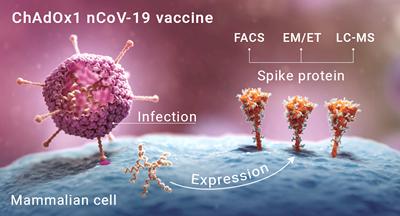 DR. BRIDLE SPIKE PROTEIN - Fringe News