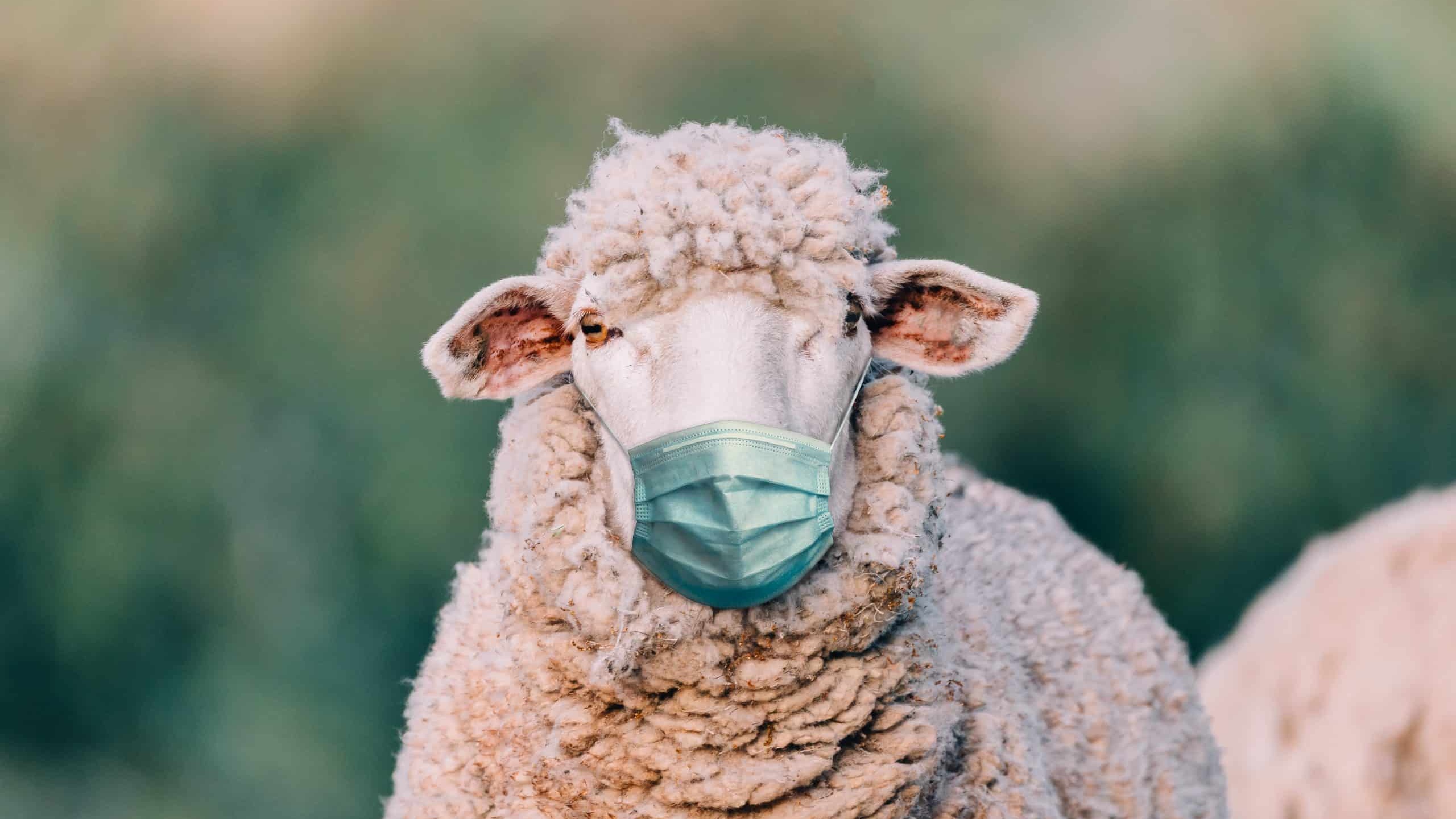 It's Back - Fringe News